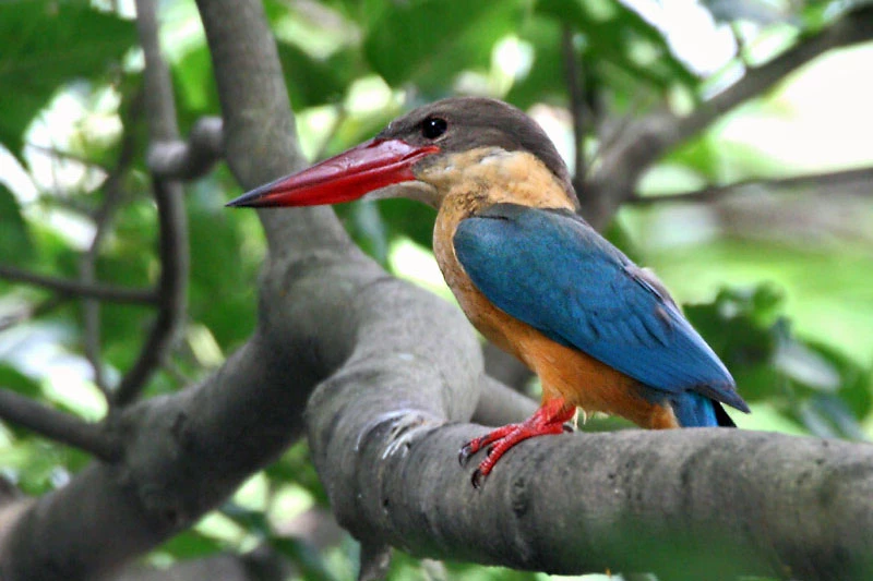 3. Sả mỏ rộng: Loài chim này thường sống tại các sông, hồ lớn hoặc khu vực gần rừng lá rộng. Màu xanh chủ đạo ở đôi cánh, vàng ở cổ khiến chúng trông bắt mắt hơn. Đặc biệt, chiếc mỏ của loài chim này rất dài và to. Ảnh: Bùi Xuân Phượng.