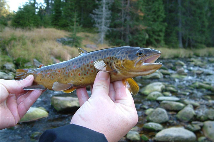 Ma túy lẫn trong sông biến cá hồi nâu trở thành 'con nghiện'