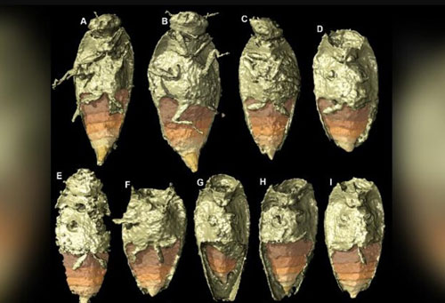 Tìm thấy báu vật trong hóa thạch phân khủng long
