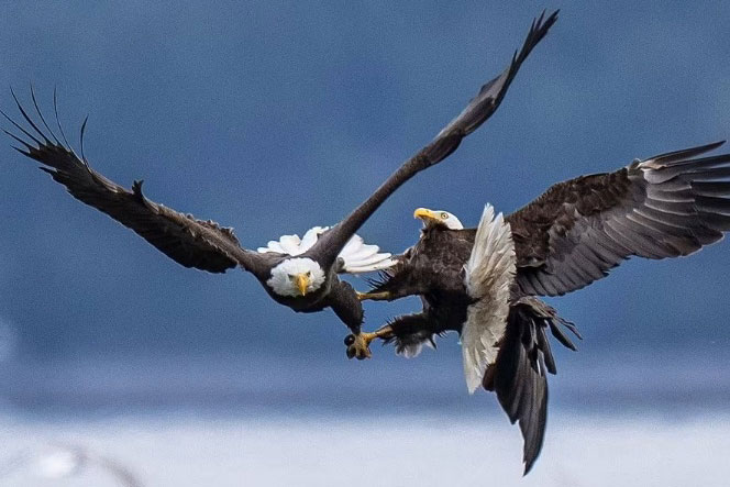 Ngoạn mục cảnh đại bàng hói 'kịch chiến' với đồng loại trên không trung