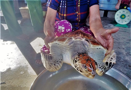 Người đàn ông ở Hà Tĩnh bắt được vích biển quý hiếm