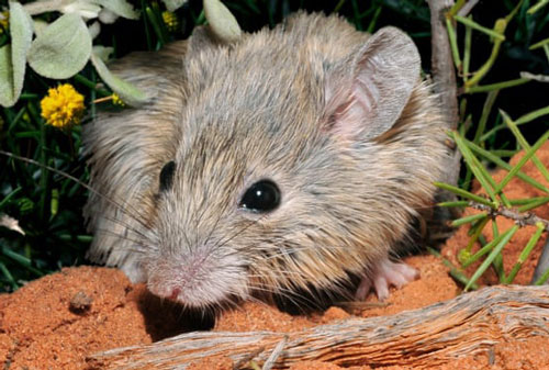 Phát hiện loài chuột tưởng đã tuyệt chủng 1 thế kỷ trước ở Australia