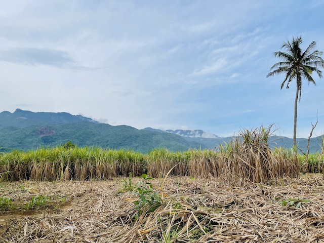 Một vụ mía “đắng”