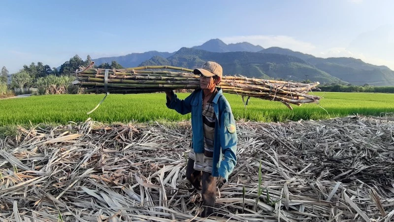Nông dân thôn Phò Nam vào vụ thu hoạch mía