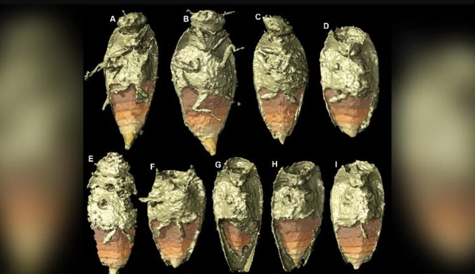 Hình ảnh mô phỏng lại loài bọ Triamyxa coprolithica. Ảnh: CNN.