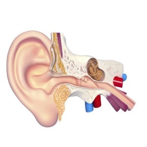 Điếc tiếp nhận là do có tổn thương ở tai trong.