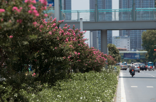 Ngắm hoa tường vi khoe sắc trên con đường 'đẹp nhất Việt Nam'