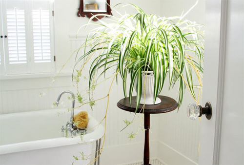 5 loại cây cực hợp để trong phòng tắm