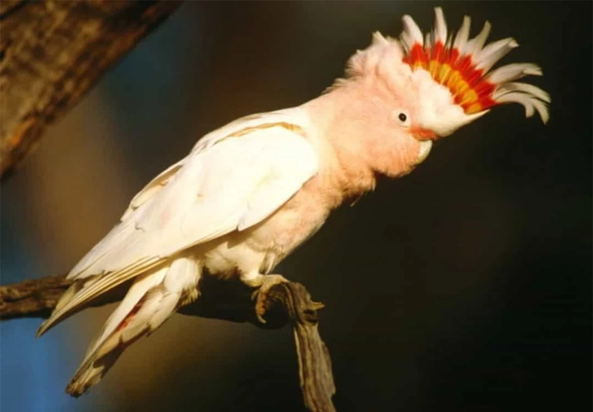 Vẹt mào hồng. Vẹt mào hồng không chỉ là một trong những loài chim đẹp nhất mà nó còn có thể sống rất lâu, cho đến 83 tuổi.
