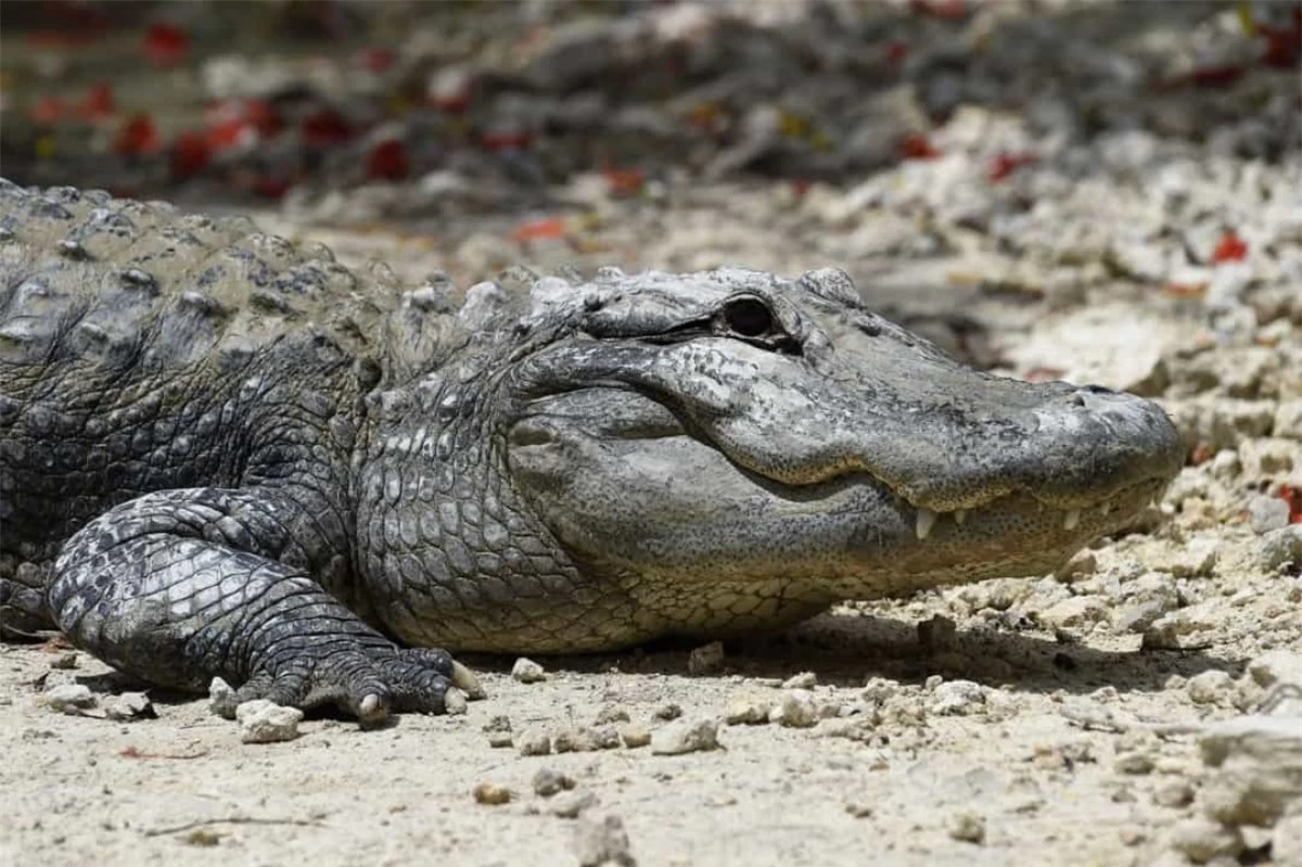 Cá sấu Mỹ. Cá sấu Mỹ nặng khoảng 150kg và có thể sống tới 77 năm.