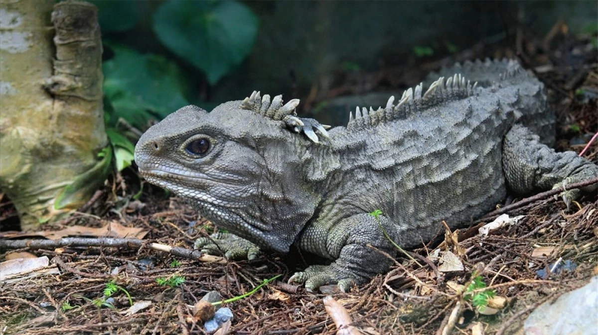 Bò sát Tuatara.Tuatara là loài bò sát nhỏ sống ởNew Zealand. Một số cá thể của loài này có tuổi thọ cao đáng kể - hơn 110 năm./.