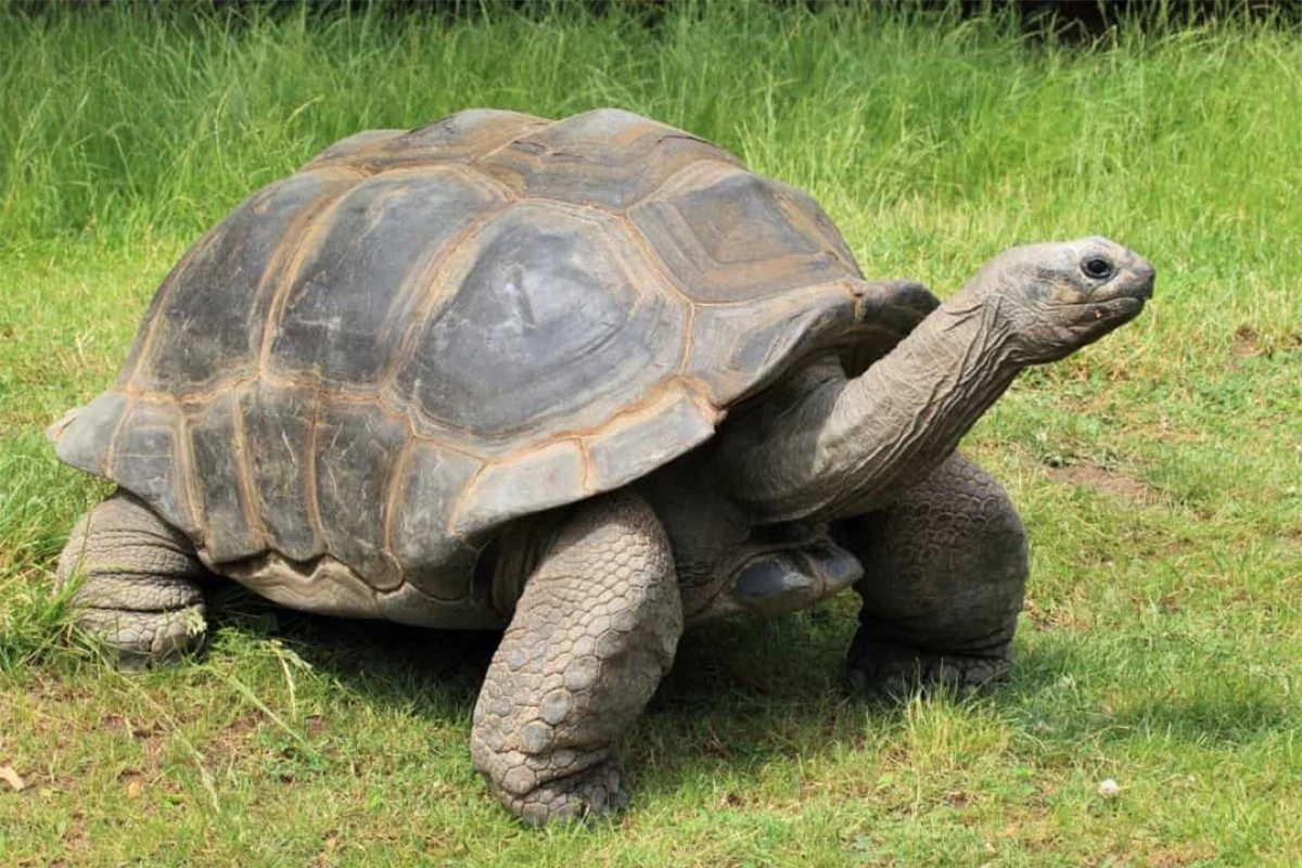 Rùa khổng lồ Aldabra. Rùa khổng lồ Aldabra được ghi nhận sống tới 255 tuổi.