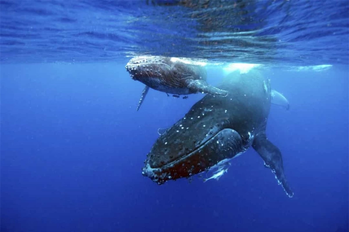 Cá voi lưng gù.Loài cá voi này có thể được tìm thấy ở tất cả các đại dương lớn, nặng khoảng 30.000 kg và sống đến khoảng 95 tuổi.