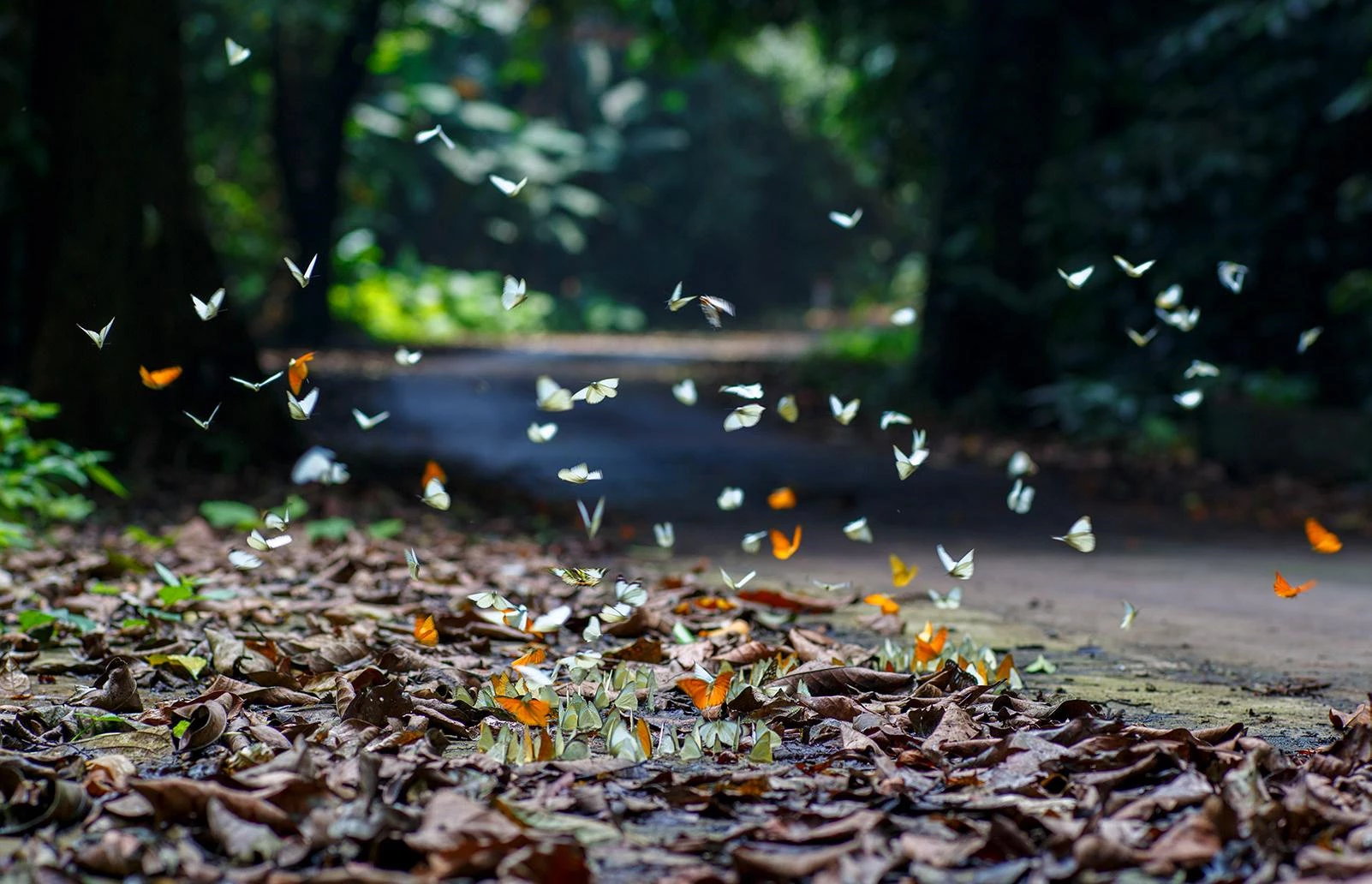 Nằm tại Ninh Bình, vườn quốc gia Cúc Phương có thể khám phá bằng cách đi bộ, xe máy hoặc xe đạp, bạn sẽ choáng ngợp và có những hình ảnh đẹp nếu đến đây vào mùa bướm