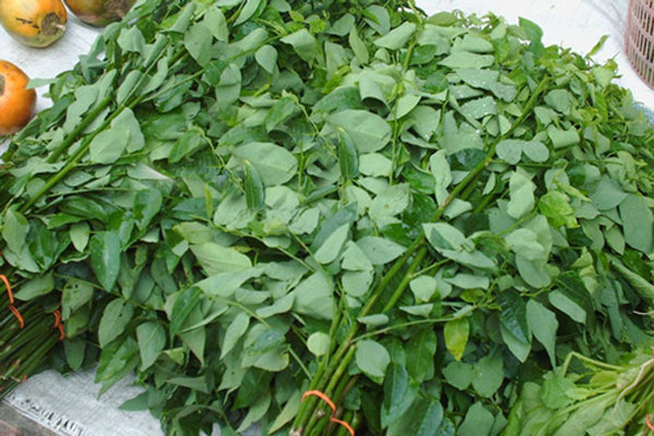 Thực phẩm giúp bạn đánh bất nhiệt miệng