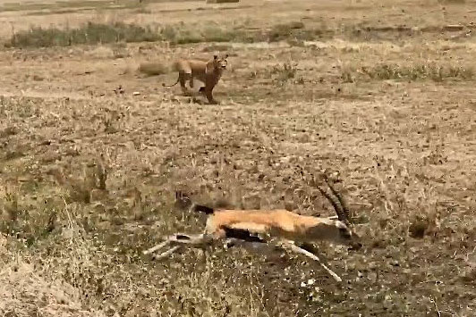 ‘Đua tốc độ cao’ với sư tử, linh dương Gazelle nhận cái kết ‘cực đắng’