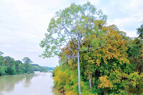 Mê hoặc rừng khộp mùa thay lá