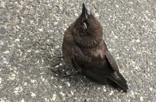 Căn bệnh bí ẩn biến các loài chim ở Mỹ thành 'xác sống', hành động kì quái