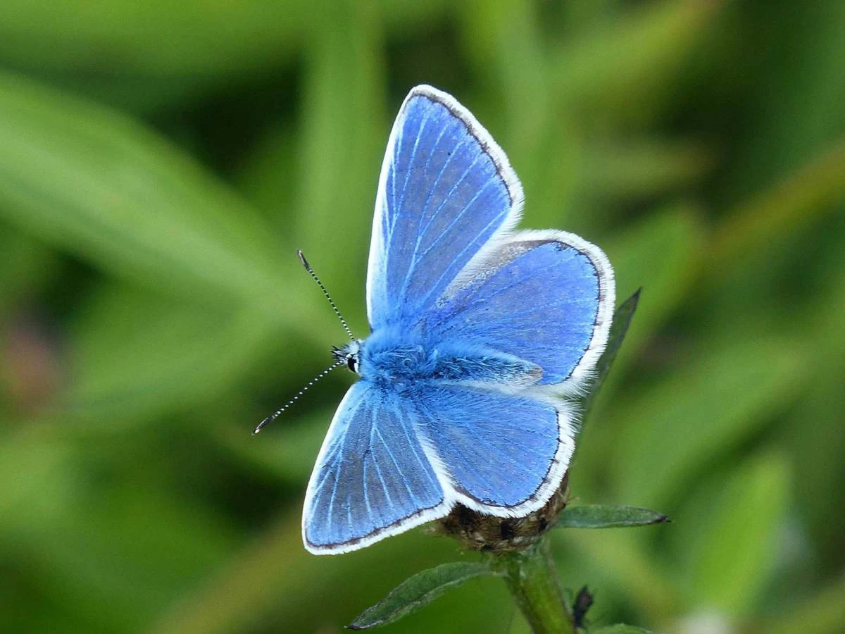 Palos Verdes Blue: Đây là một loài bướm nhỏ có nguy cơ tuyệt chủng cao. Palos Verdes Blue chỉ xuất hiện ở bán đảo Palos Verdes (Mỹ) nên hiếm người được tận mắt chiêm ngưỡng nó. Các nhà khoa học nghĩ loài này đã hoàn toàn biến mất vào năm 1983 khi khu vực sống của nó (thuộc công viên Rancho Palos Verdes) bị san bằng. Hiện tại, chỉ còn khoảng 200 cá thể Palos Verdes Blue trong tự nhiên. Ảnh: Joel Sarton.