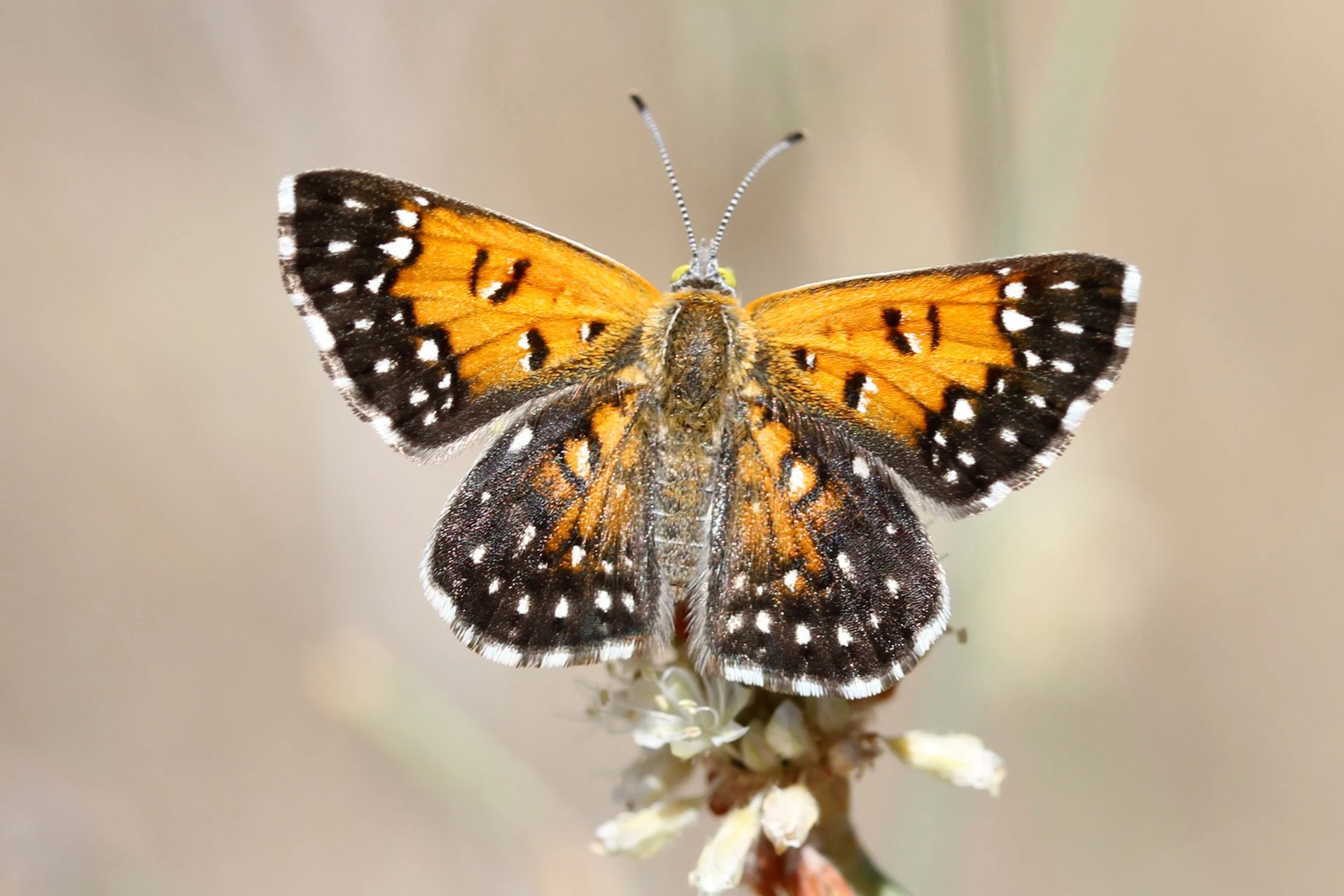 Lange's Metalmark: Giống Palos Verdes Blue, Lange's Metalmark chỉ sống duy nhất trong một môi trường. Đó là khu vực cồn cát Antioch (California, Mỹ). Nó trở thành loài chính thức có nguy cơ tuyệt chủng năm 1976. Ảnh: Sfgate.