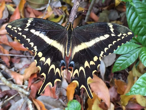 Schaus Swallowtail: Có thời điểm, Schaus Swallowtail được xem là loài bướm hiếm nhất Florida (Mỹ) khi chỉ còn khoảng vài trăm con. Tuy nhiên, những nỗ lực bảo tồn đã khiến số cá thể bướm hiện tại dao động khoảng 800-1.200 con. Đặc điểm dễ nhận thấy của chúng là phần trên cánh có màu nâu đen với dải trắng, vàng ở giữa. Sải cánh của chúng dài khoảng 9,2-11,8 cm. Ảnh: Observer.