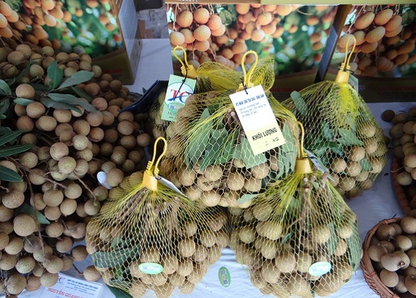 Quả nhãn xuất đi Châu Âu: Doanh nghiệp vẫn còn loay hoay chuyện bảo quản