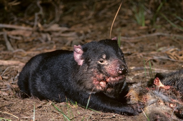 Kỳ lạ đại dịch ung thư lây truyền qua vết cắn và muỗi đốt