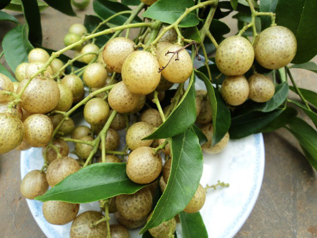 Hồng bì núi - Đặc sản vùng cao đắt hàng khi xuôi về thành phố lớn