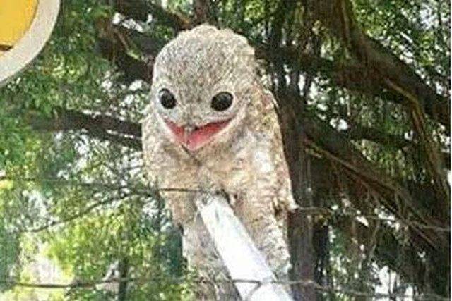 Phát hiện có con vật đậu trên hàng rào, vừa tiến lại gần, người phụ nữ lập tức bỏ chạy thục mạng