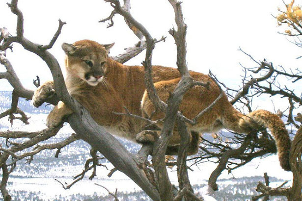 Bị sư tử tấn công, ai cũng tưởng người đàn ông sẽ bỏ mạng nhưng chuyện diễn ra sau đó khiến tất cả kinh ngạc