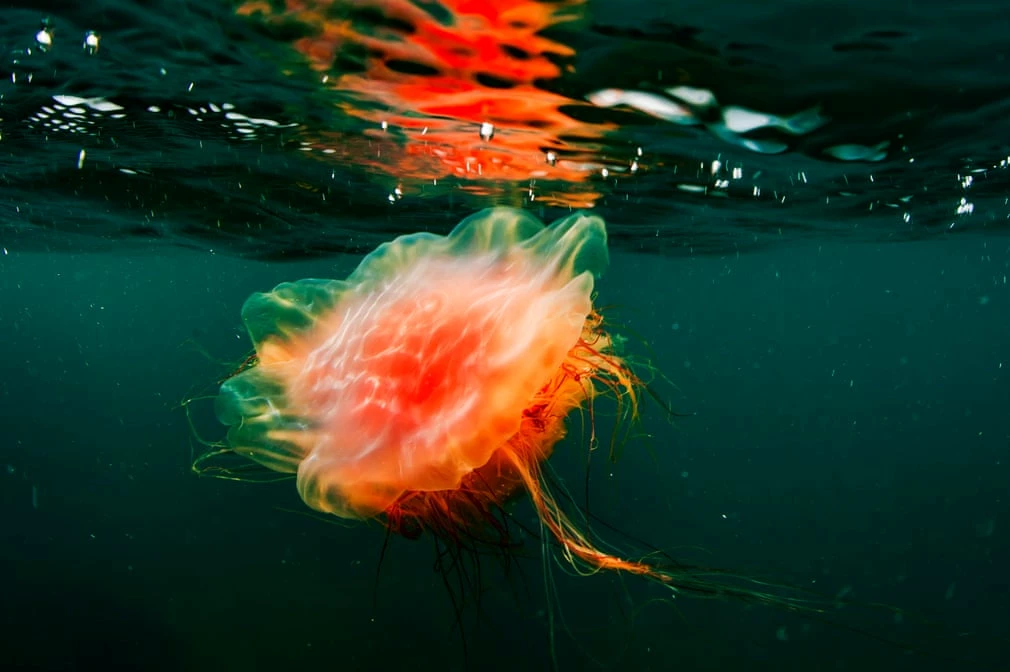 Một con sứa khổng lồ ở Vịnh Peter Đại đế ở Biển Nhật Bản Ảnh: Yuri Smityuk.