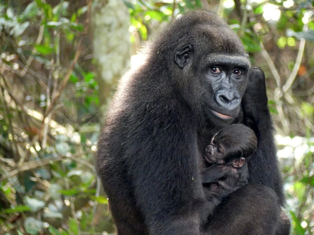 Một con khỉ đột con được mẹ của nó nâng niu ở Cao nguyên Bateke, đông nam Gabon. Ảnh: Tổ chức Aspinall.
