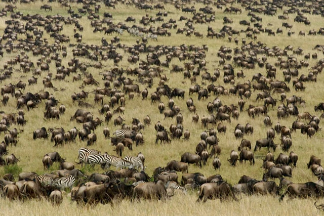 Đàn thú khổng lồ di cư ở Khu bảo tồn động vật Masai Mara, Kenya. Ảnh: AfriPics.