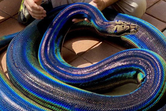 Con trăn ở Mỹ nổi tiếng nhờ bộ da cầu vồng