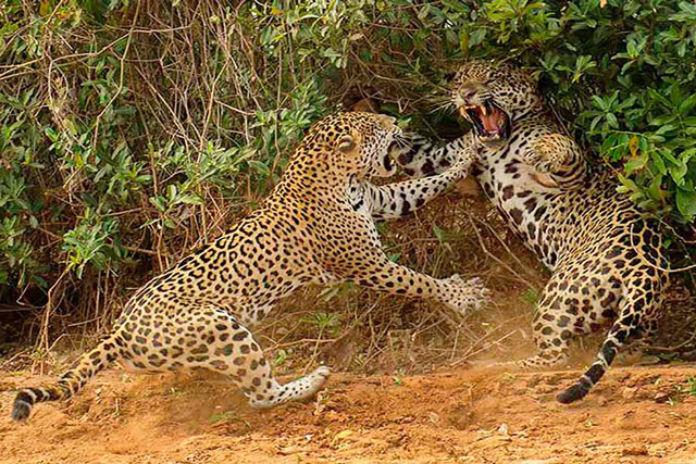 Báo hoa mai ác chiến kinh hoàng để tranh giành lãnh thổ