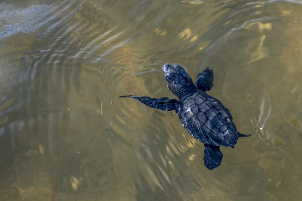 Một con rùa xanh (Chelonia mydas) bơi xuống biển sau khi được thả trên bãi biển Lalombi, Indonesia. Ảnh: Basri Marzuki.