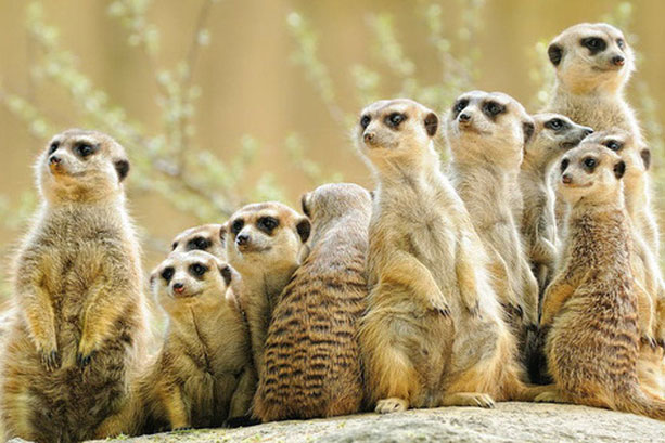 Đi tìm loài động vật "lắm mồm" nhất trong thế giới tự nhiên