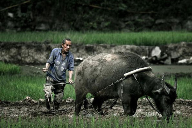 Lão nông cày trúng “nồi đất” hình thù kỳ lạ, chuyên gia nói 1 câu khiến ông lão ngất vì sung sướng