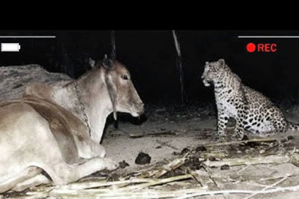 Thấy con báo cứ lui tới chỗ chuồng bò, người nông dân lén đặt camera rồi sững sờ khi biết lý do