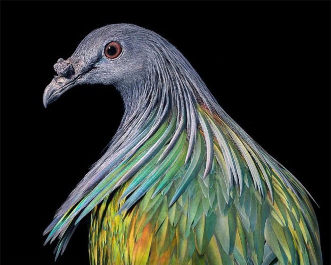 Ảnh chân dung  nghệ thuật của một số loài chim hiếm có khó tìm.
