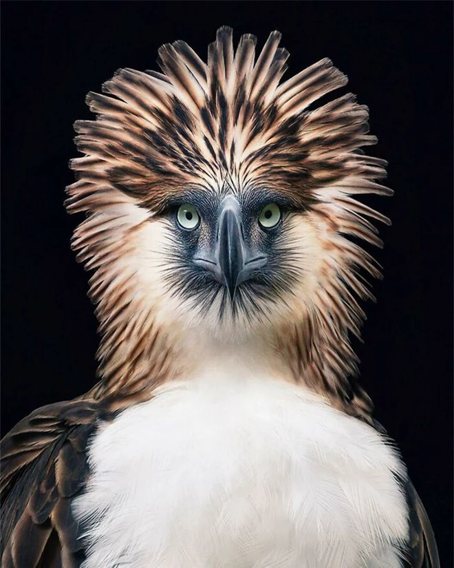 Đầu cắt moi đến râu quai nón - chùm ảnh chân dung cực nghệ của một số loài chim siêu hiếm có khó tìm - Ảnh 14.
