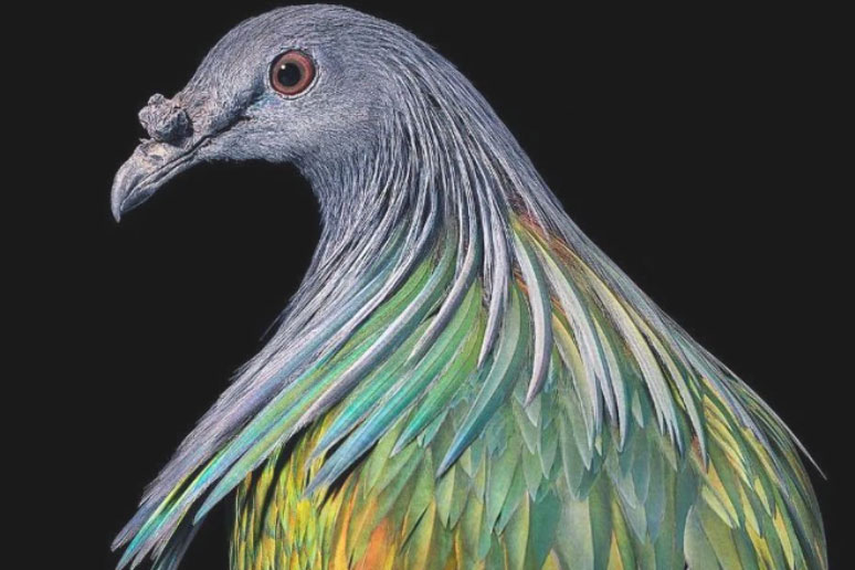 Đầu cắt moi đến râu quai nón - chùm ảnh chân dung cực nghệ của một số loài chim siêu hiếm có khó tìm