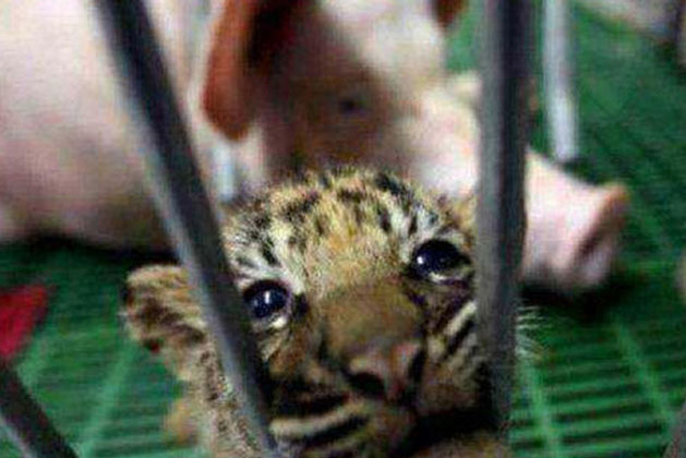 Đưa hổ con vào chỗ lợn mẹ để cho bú, vài tháng sau, người nuôi giật mình không biết phải làm sao khi chứng kiến cảnh tượng này