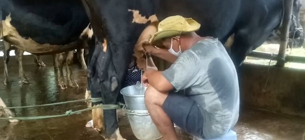 Khơi thông tiêu thụ sữa tươi cho nông dân nuôi bò sữa miền Tây