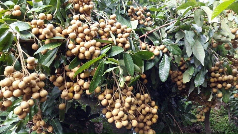 ĐBSCL: Hàng chục ngàn tấn nhãn nguy cơ ứ đọng, không có nơi tiêu thụ