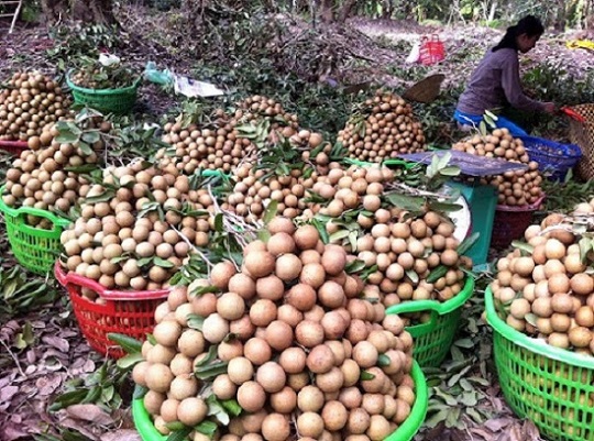 Đồng Tháp: Giá 5.000 đồng không ai mua, hơn 4.700 tấn nhãn Châu Thành chưa có đầu ra