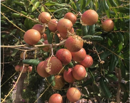 An Giang lập đường dây nóng và Tổ phản ứng nhanh hỗ trợ tiêu thụ nông sản