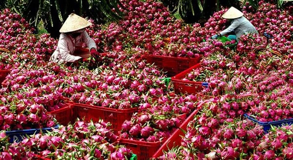 Nhiều loại nông sản đang vào chính vụ, cần giải pháp khơi thông các điểm nghẽn trong tiêu thụ, xuất khẩu.