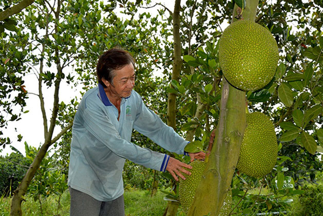 Ở nhà lá, chạy ăn từng ngày bỗng thành triệu phú nhờ trồng quả da sần sùi, đầy gai