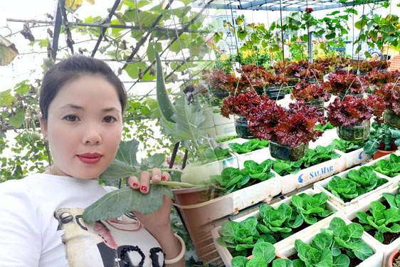 Khu vườn trên sân thượng đầy ắp rau quả xanh mướt ngay ở Hà Nội khiến ai cũng ước ao: Mùa nào thức nấy, rau xanh quả ngọt lại đảm bảo sạch sẽ